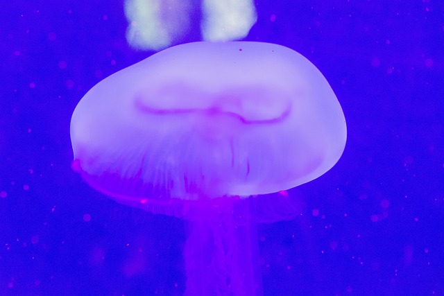 Hav, Jellyfish, Akvarium, Havdyr