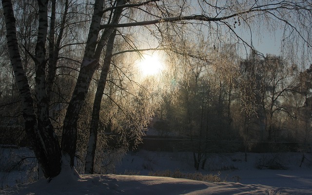 Free Winter Snow photo and picture