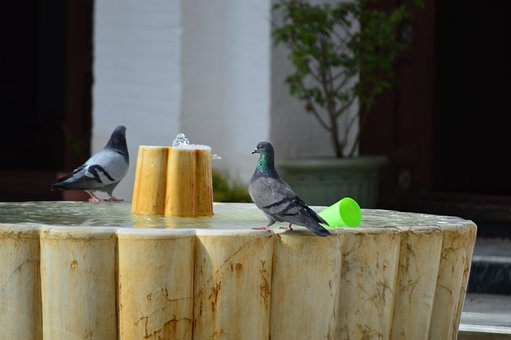 Wasser, Moschee, Taube, Algerien