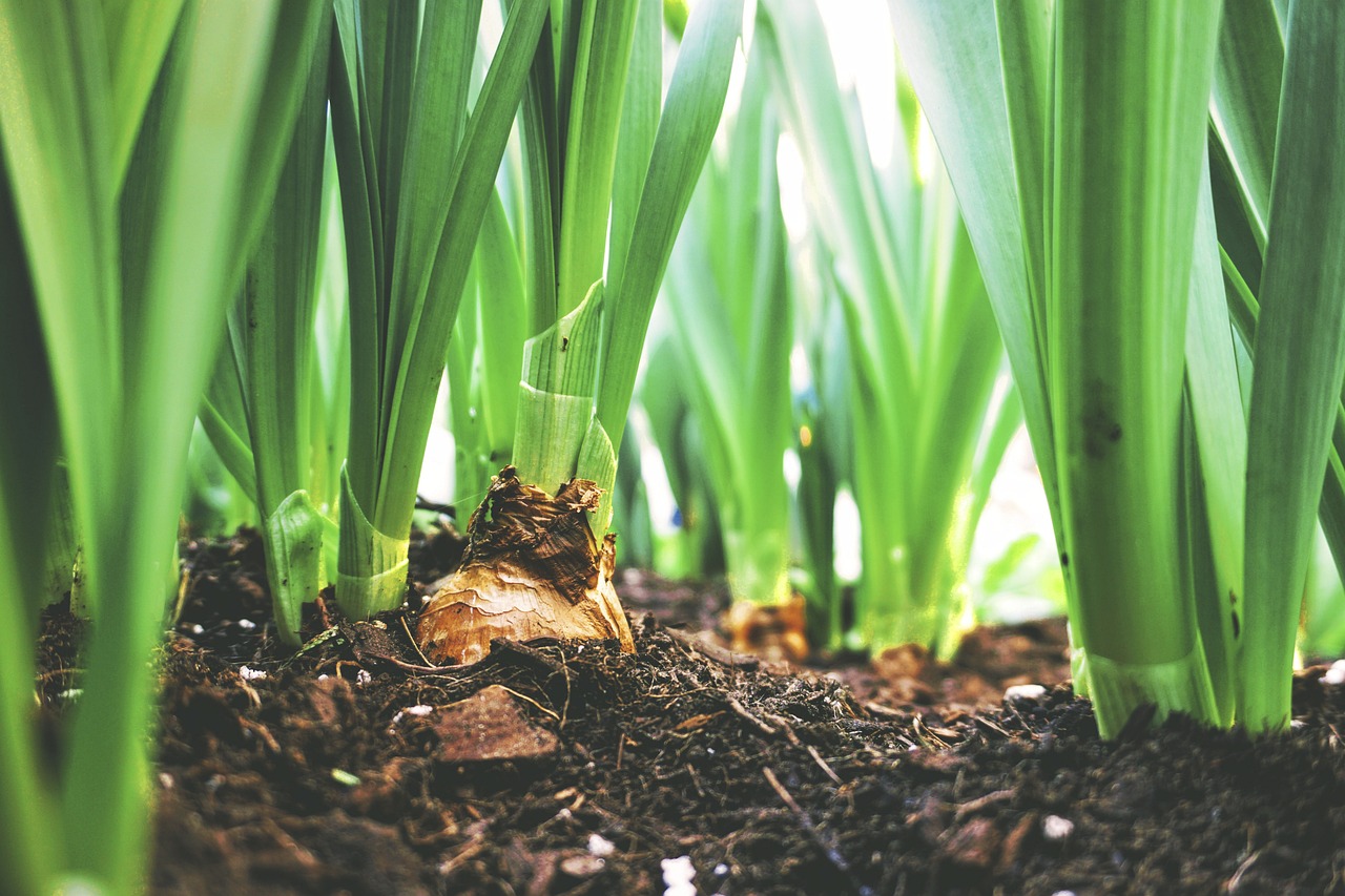 3,000+ Free Soil & Nature Images Pixabay