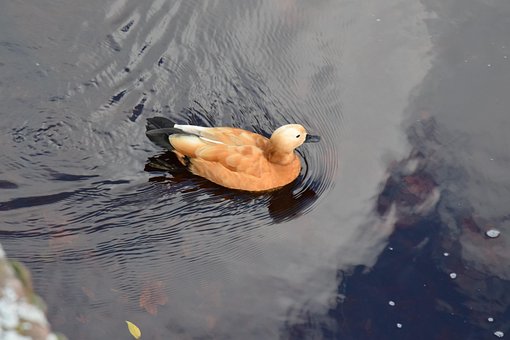 Ente, Orange, Wasser, Friedvoll, Natur