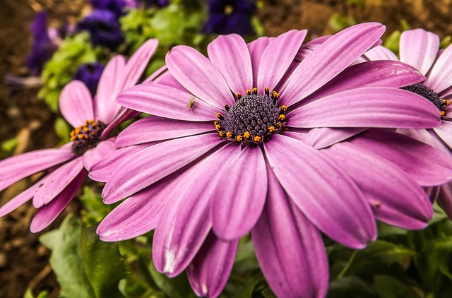 Free Flower Purple photo and picture