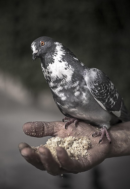Free Bird Wing photo and picture