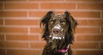 dog, animal, cute