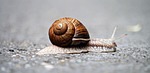 snail, animal, snail shell