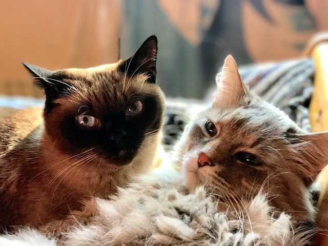 Gatos, Alguns, Animais
