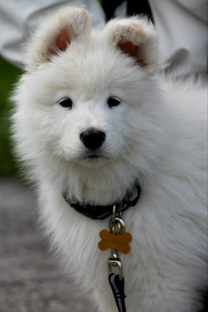 Free Dog Puppy photo and picture