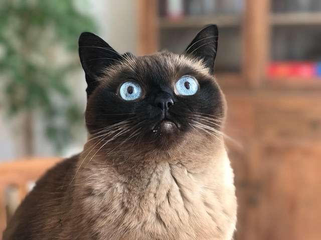 Gato, Olhos Azuis, Retrato, Animal