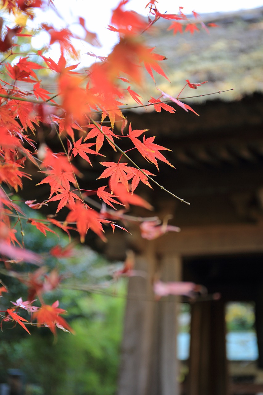 Leaves Autumn Fall - Free photo on Pixabay - Pixabay