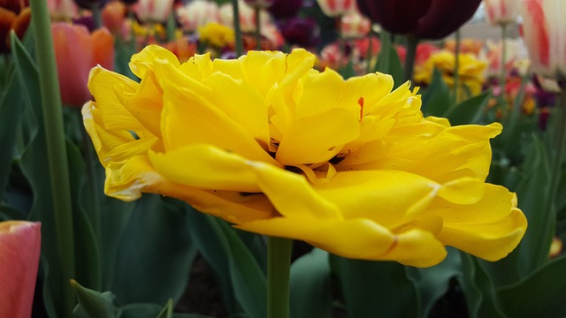 Blüte, Gelb, Natur, Gelbe Blume, Pflanze