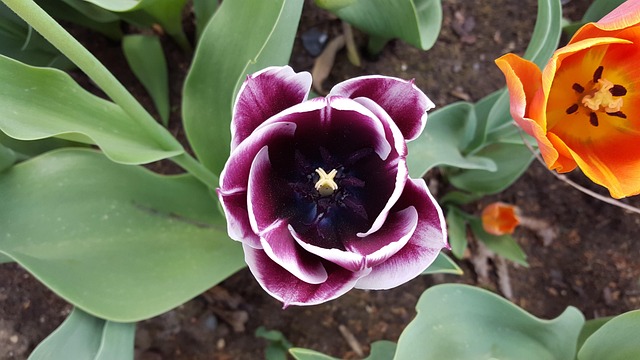 Blume, Blüte, Natur, Blumen Hintergrund