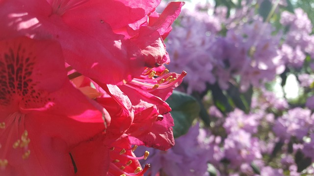Blume, Blüte, Magenta, Natur, Sommer