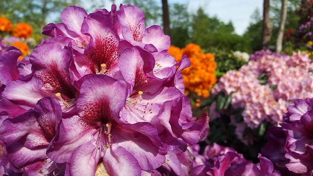 Blume, Blumen Hintergrund, Blumentapete