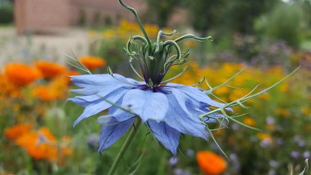 Blume, Blüte, Natur, Schöne Blumen