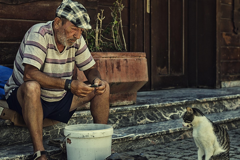 Everyone in Turkey is taking care of the cats. Source: Pixabay