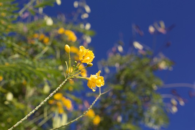 Free Yellow Flower Nature photo and picture