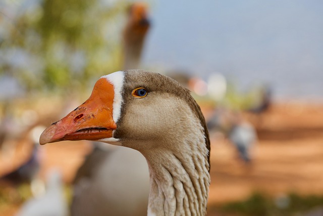 Free Goose Blue Eyes photo and picture