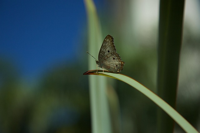 Free Butterfly Beautiful photo and picture