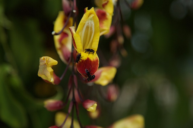 Free Yellow Flower Flower Wallpaper photo and picture
