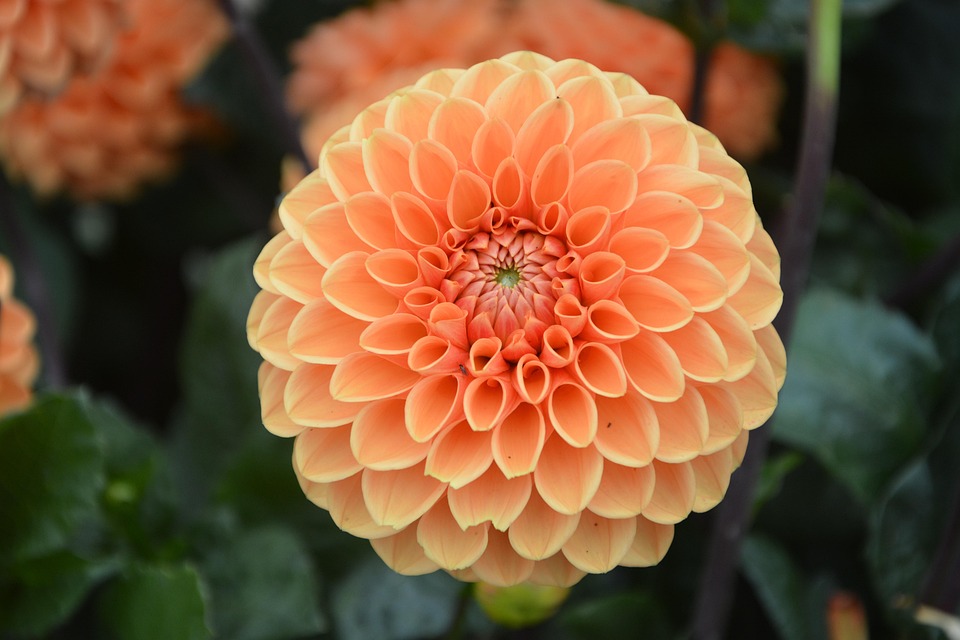 橙花 *̣̩⋆̩ 橙花花园花坛- Pixabay上的免费照片