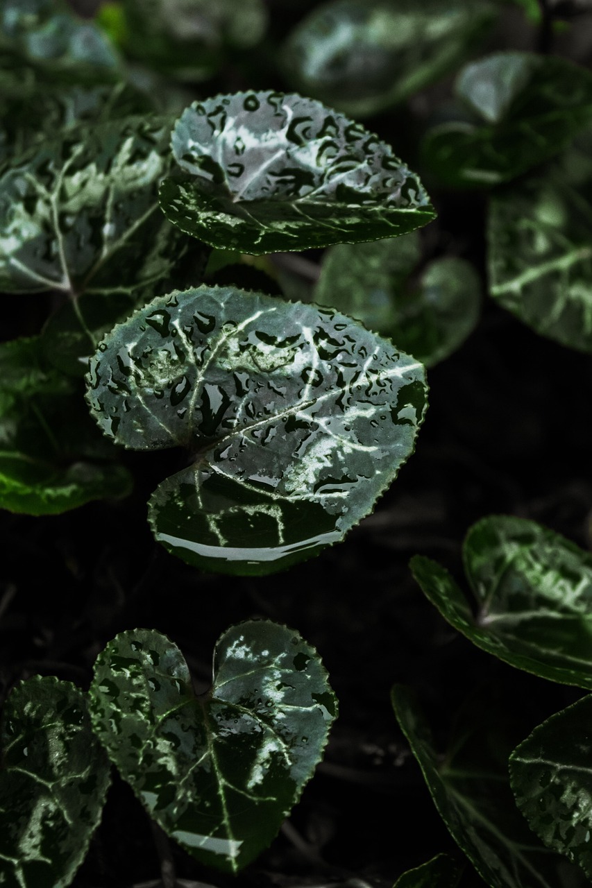 Green Leaf Plant - Free photo on Pixabay - Pixabay