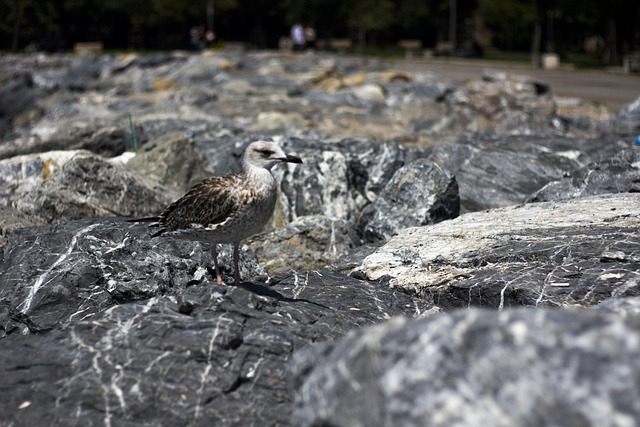Free Seagull Camouflage photo and picture