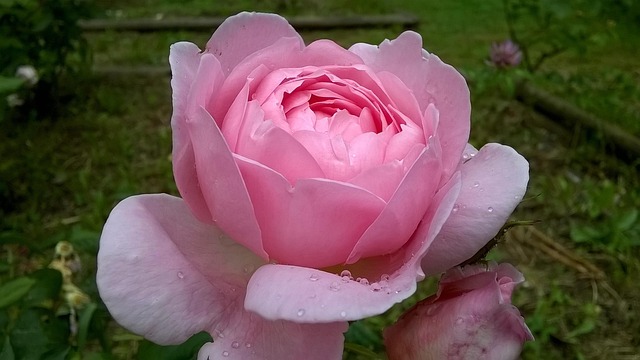 Free Pink Blossomed photo and picture