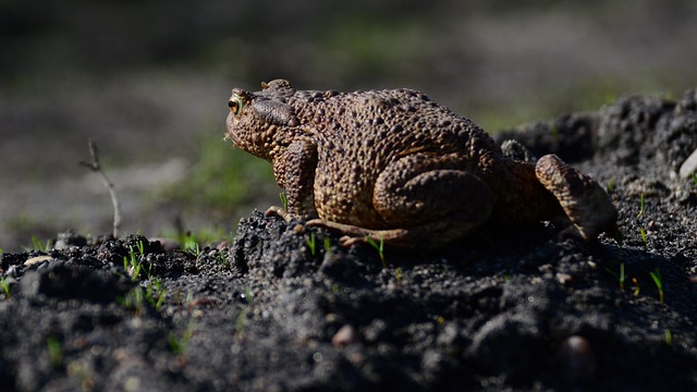 Free Frog With photo and picture