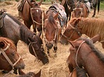 horses, horse, animal