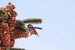 madrid spain, bird, pine