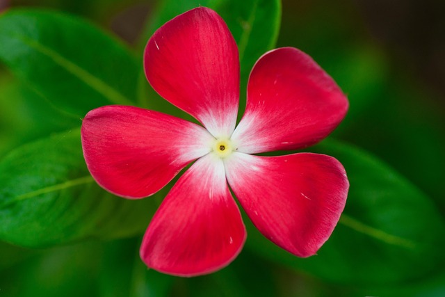 400,000+ Free Background A4 Fower & Background Images - Pixabay