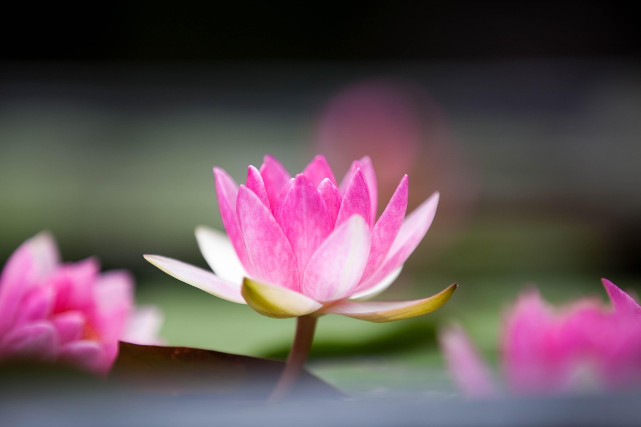 Lotus Flower Free photo on Pixabay Pixabay