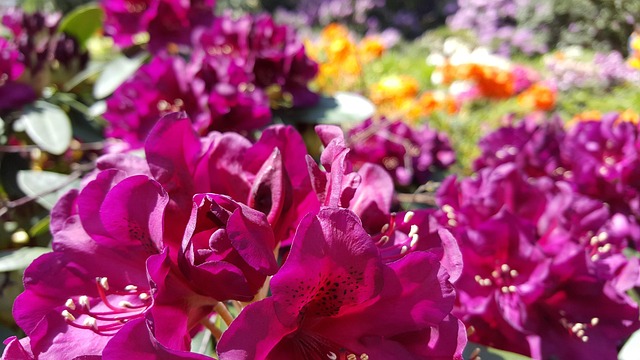 Rhododendron, Natur, Volle Blüte