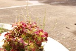 united gam, colorful, flowering shrubs gam