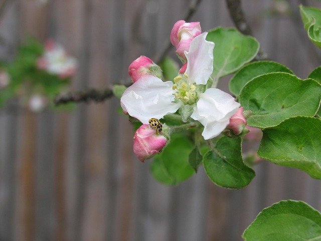 Free Spring Nature photo and picture