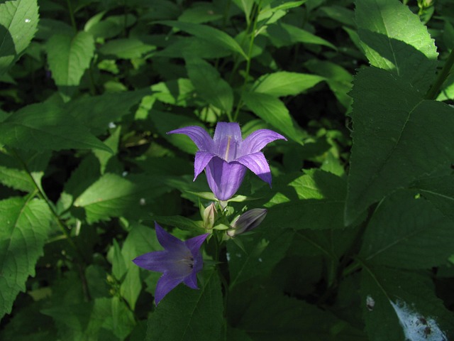 Free Spring Nature photo and picture