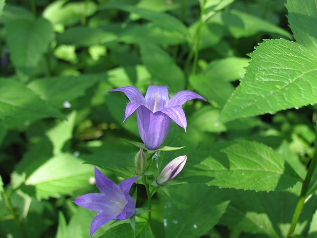 Free Spring Nature photo and picture