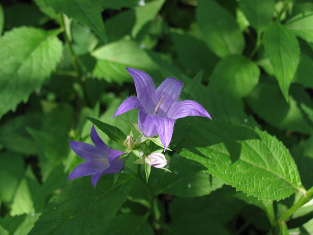 Free Spring Nature photo and picture