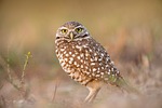 bird, beak, feather