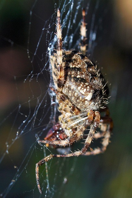 Araña Insecto - Foto gratis en Pixabay - Pixabay