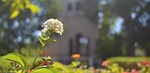charterhouse, seville, flower
