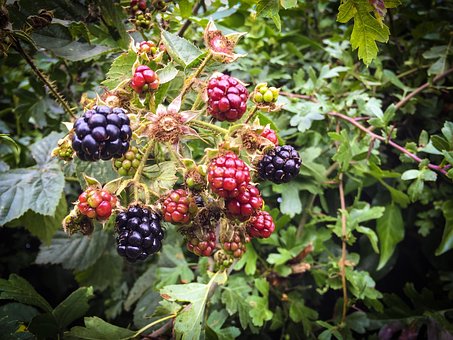 Obst, Busch, Blätter, Pflanze, Hecke