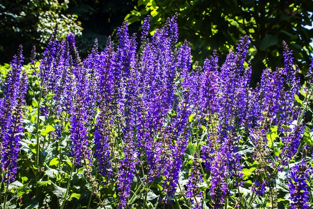Free Flowers Flower Wallpaper photo and picture