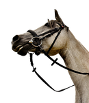 horse, mold, pony