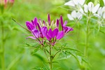 purple in the mid day, wang nam kiew, thailand