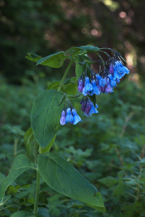 Blue Bell Wildflower - Free photo on Pixabay