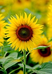 big sun smile, korat, thailand
