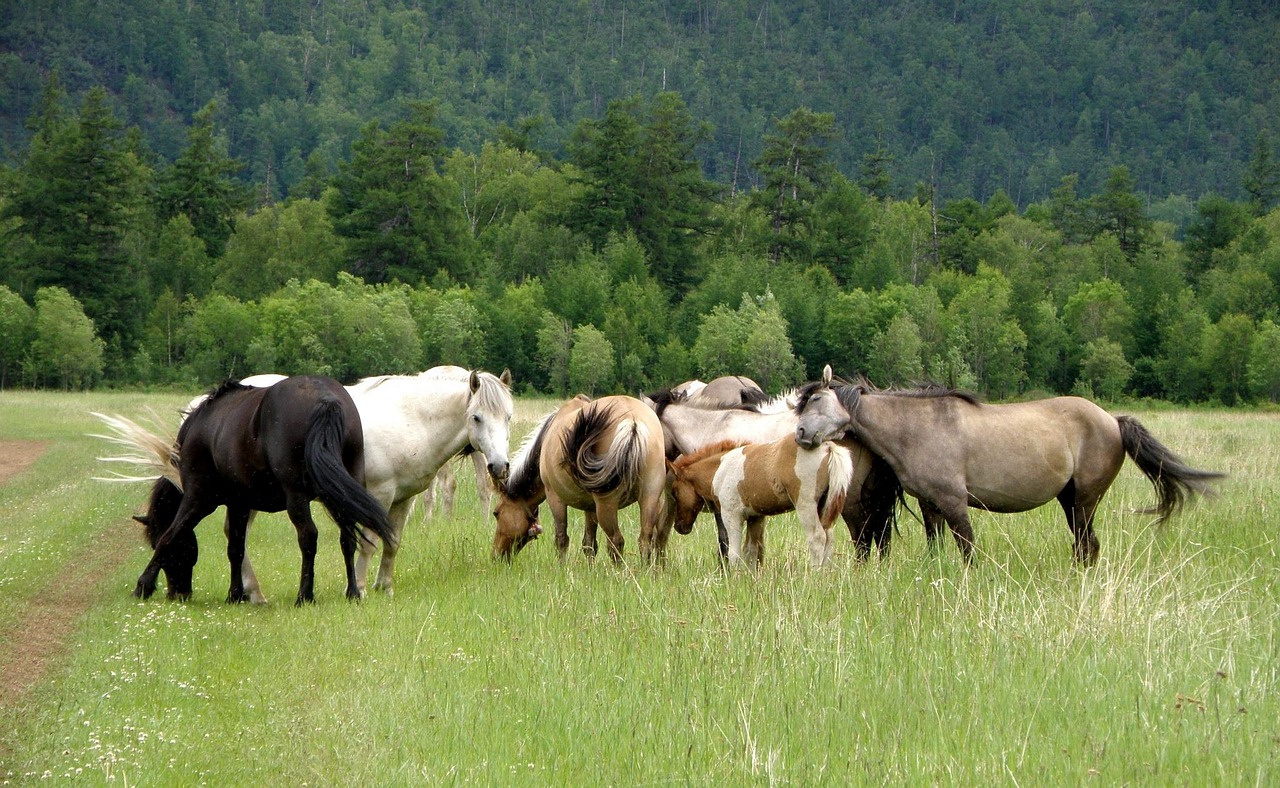 Horse - free online jigsaw puzzle photo