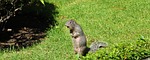 squirrel, animals, animal