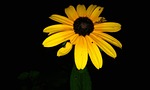 black-eyed susans, flower, rudbeckia